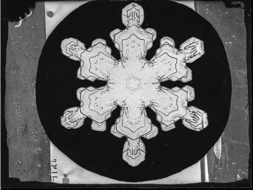 onceuponatown:Snow. 1916-1922. Wilson Alwyn Bentley pioneered the technique of snowflake photography