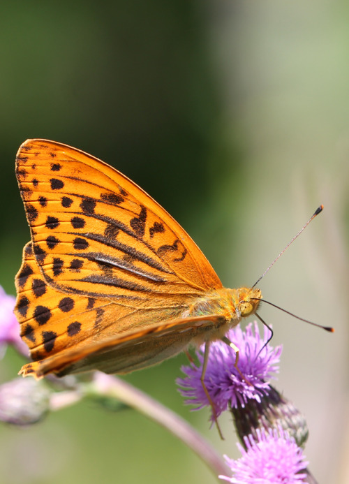 Silver-washed fritillary. This quite common, but very beautiful, butterfly was photographed in S&aum