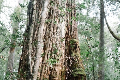 Tahune forest magic.March, 2018.