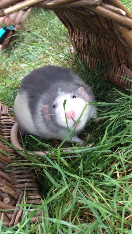 chinburd:  Harvey Dent plays in the cool grass. :) 