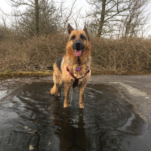 Water doggo #dog #dogs #germanshepherd #gsd#walks (at Leyland, Lancashire)