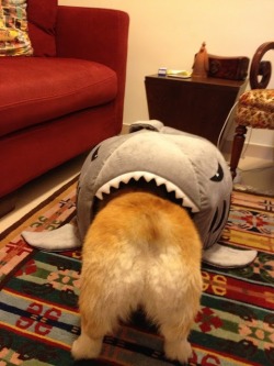 zoeythecorgi:  We’re gonna need a bigger boat… 