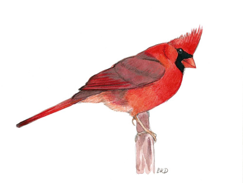 Northern cardinal (Cardinalis cardinalis)Красный, или виргинский кардинал