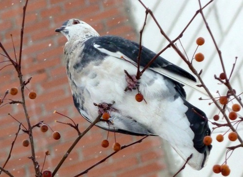 pus-prince: quock-ko: Pigeons and branches. FUCKING LOOK AT THEM