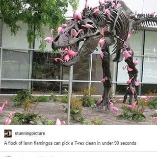 BREAKING NEWS: New theory on extinction of the dinosaurs- flamingos! A flock of flamingos can pick a