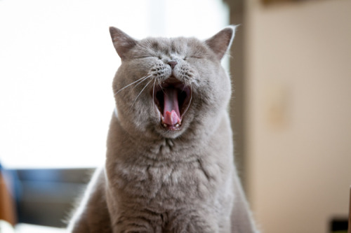 British Shorthair cats