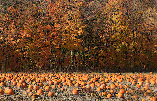 Porn OOKIE SPOOKY photos