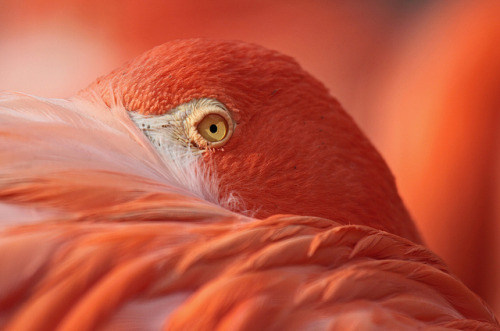 jaws-and-claws:flamingo ouwehands IMG_0233 by j.a.kok on Flickr.