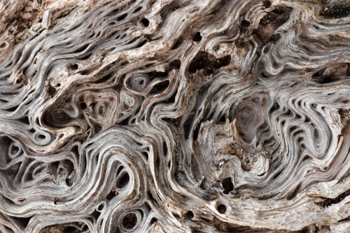 lychens: Weathered burl on fallen oak Ledgy woods, Blue Hills Reservation, Quincy, MA 5/3/21