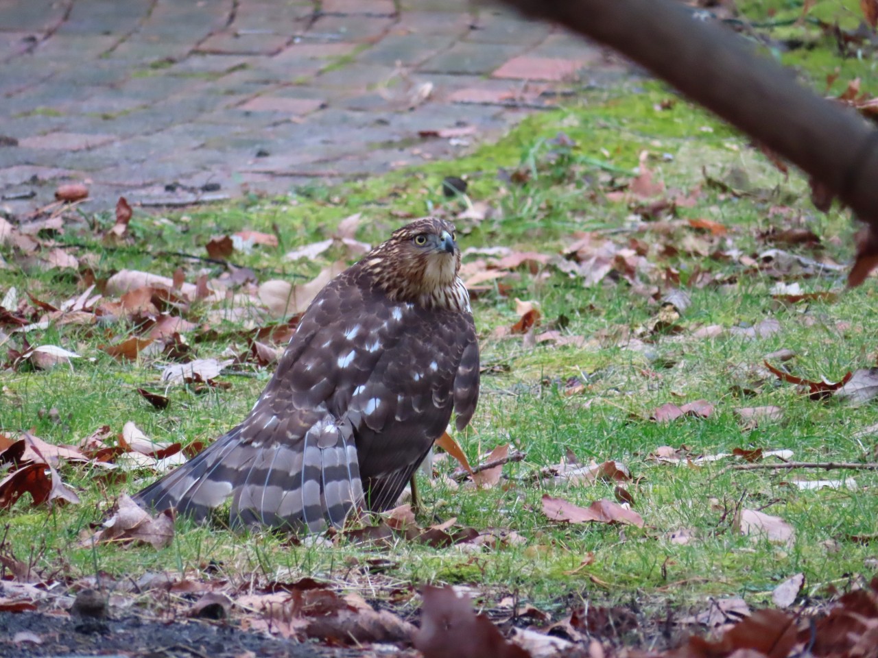 This was so cool! I heard a scuffle in the yard and saw something flying off. A pair of young cooper’s hawks were having a scuffle over some prey! They kept staring each other down from across the street, all ruffled up. #coopers hawk#birds#birdwatching#nature#raptors#photography #Taken December 31st 2021  #mention of death  #cw: death mention