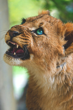 imposingtrends:  Lion King | ImposingTrends