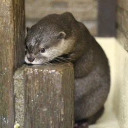 dontrblgme404: かわうそ初心者のブログ - 越前松島水族館　親子部屋