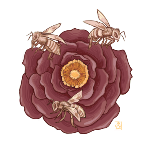 unknownbinaries:83/365- Someone on Patreon requested bees &amp; the rose is pretty much solely b