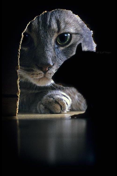 our-amazing-world:  Cat and Mouse Amazing World 