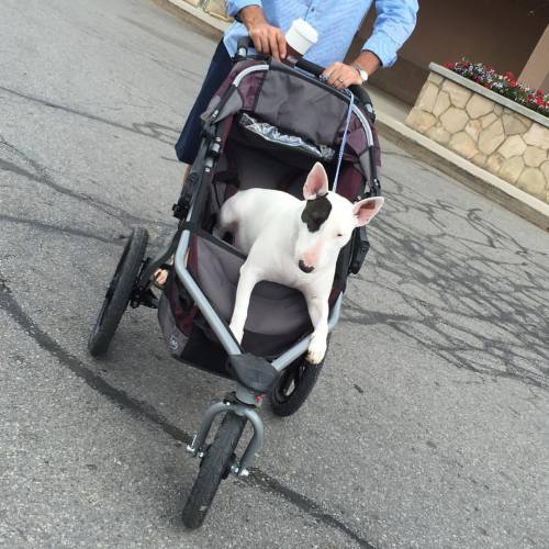 Dog gets whatever he wants ❤️#mindset #bullterrier #terrier #dogs #dog #pets #pet #petstagram #dogst