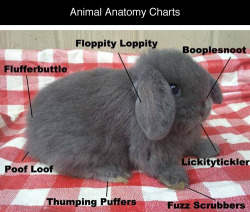  Animal Anatomy Charts [via/bird/corgi] 