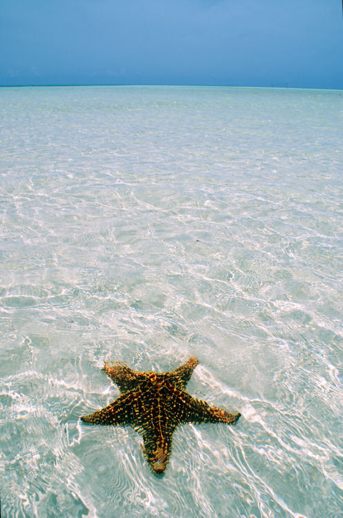 luxurious-summers:  -