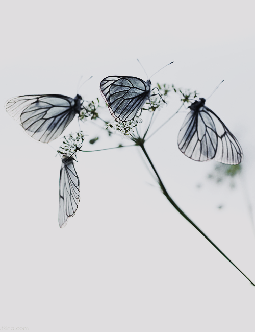 (by Anna Utkina)