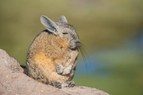 When I'm A Small Prey Mammal And I've Evolved To Survive The Barren Rocky Landscape By Optimizing Into