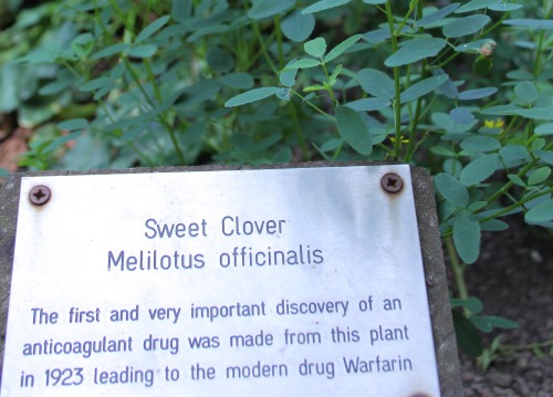 bloomsandfoliage: Sweet clover (Melilotus officinalis) Invasive, alkaline lover. Can kill cattle if 