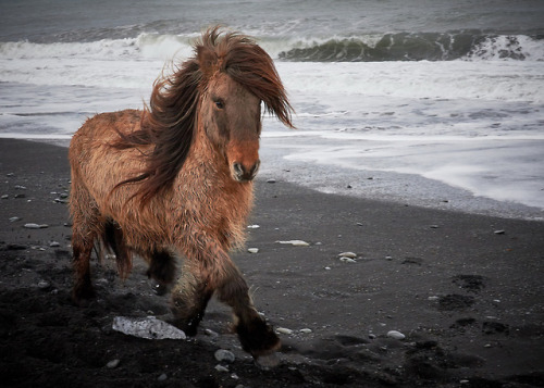 icelandichorsepower:Picture taken by Dom Lester