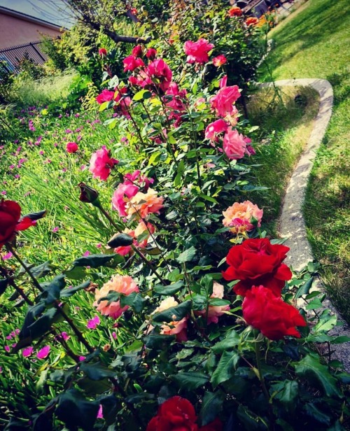 Roses #3 (at The Othman Event Center)