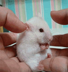 The Cutest Things On The Web!