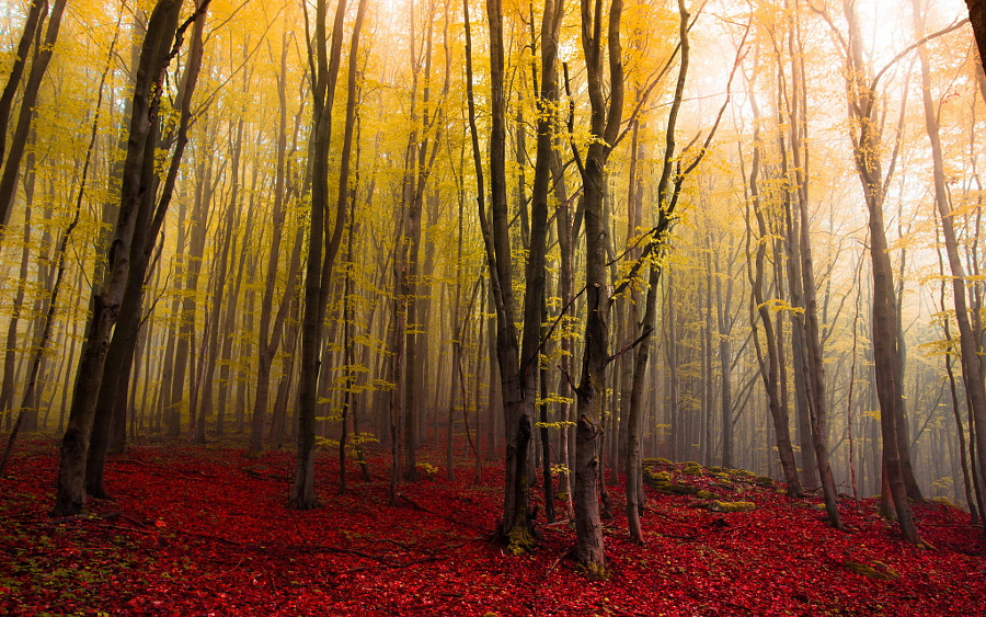 drxgonfly: Fog (by Mirko Fikentscher)