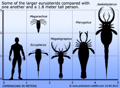 whetstonefires: elodieunderglass: nevver: Sizes on extinct arthropods hey. HEY. @suspiciouschicken, 