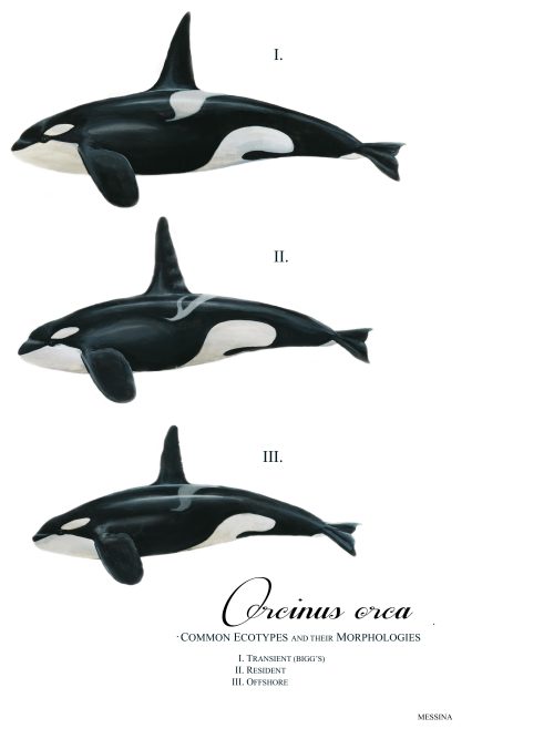 Like killer whales? You’ll have to be more specific.
New research is proving that the iconic orca may be a more diverse species than previously thought. Different distinct forms (or ‘ecotypes’) of these highly intelligent marine mammals vary in...
