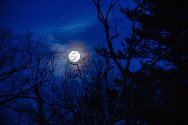 The full Moon is framed by the branches of a tree. The tree is in silhouette against the dark blue of the night sky.
