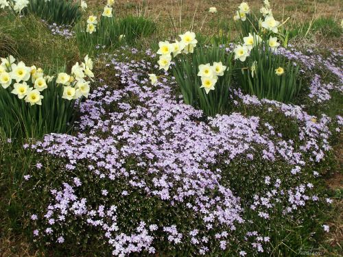 phlox