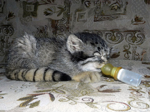 tiger-in-the-flightdeck: admirable-mairon:  theotherwesley:  cuteanimals-only: Rescued Pallas’s cat kitten eye colour changed from blue to yellow just before she was two months old.  I HAVE NEVER BEFORE SEEN A PALLAS CAT IN BABY SIZE   HELP  I thought