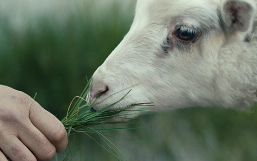 pierppasolini:Lamb (2021) // dir. Valdimar Jóhannsson  