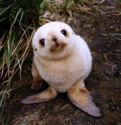 Sixpenceee:  This Is An Adorable Baby Seal.source: Reddit - Alice_Shadow      