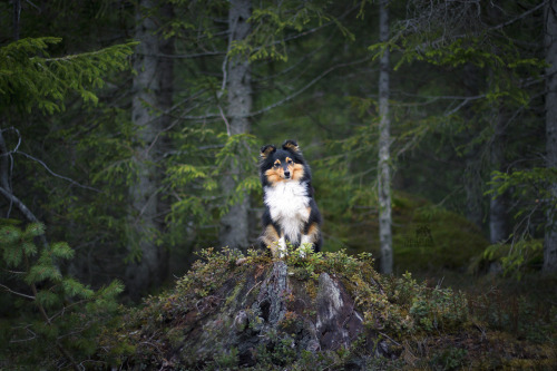 homosozialismus:goblindogs:if, by some divine mistake, you find the lady of the forest, you can only