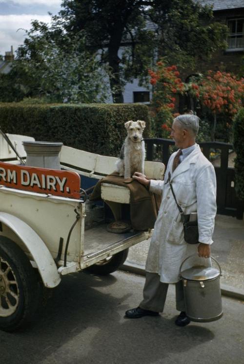  A milkman and his terrier pose at the back of a milk truck, 1948. 