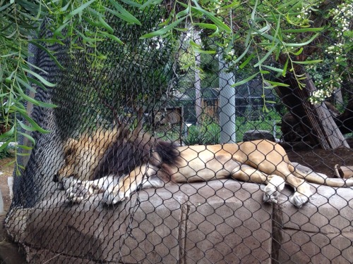 Currently at the San Diego Zoo! So many animals…!