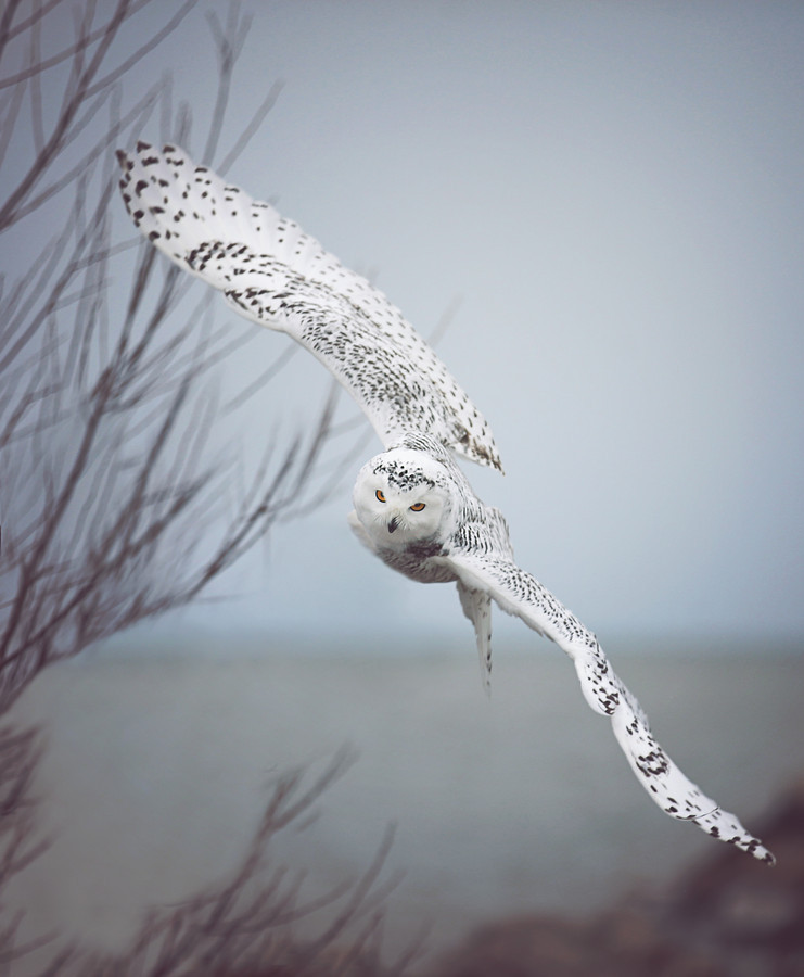 foxxis:  Snowy Owl In Flight by CapturedByCarriePhotography    