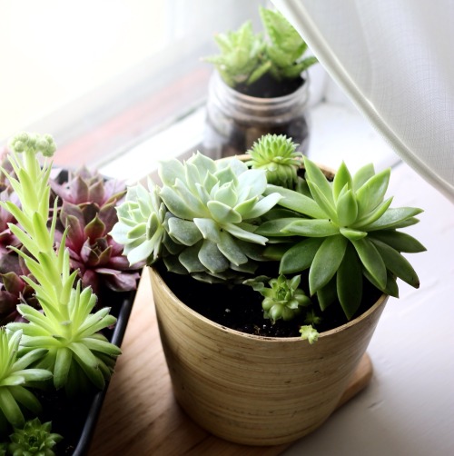 jarcup:My little succulent garden at the window in my bedroom.