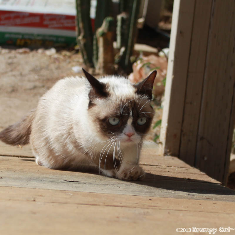 The Daily Grump | June 14, 2013
 Visit our official Facebook Page: https://www.facebook.com/TheOfficialGrumpyCat