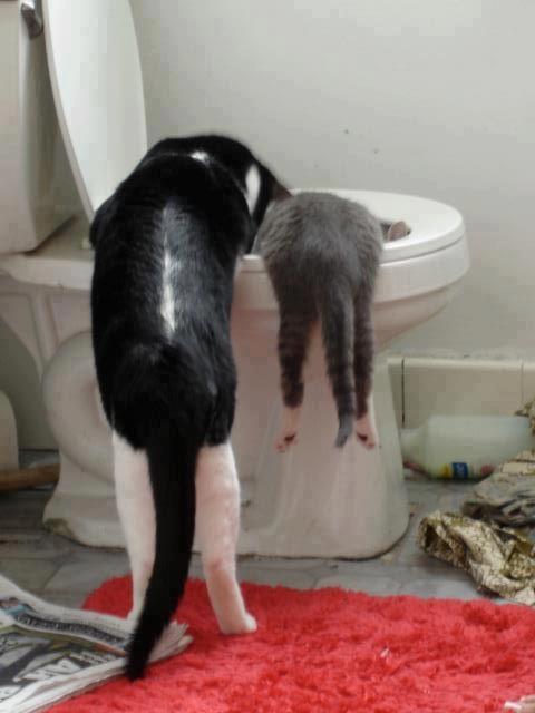 cybergata:Porcelain cave spelunkingby the Feline Cupboard Spelunking Society