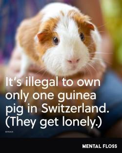 did-you-kno:  #reblog #lonely #guineapig