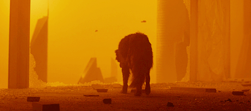 joewright:Academy Award Winners for Best Cinematography:2018 — Roger DeakinsBlade Runner 2049 (2017)