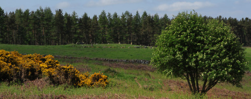 ‘Eslie The Greater’ Stone Circle, nr Banchory, Scotland, 30.5.18.Within a few hundred me