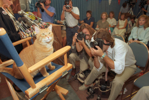 Morris the Cat Meeting the Press. Photograph by Tim Clary; August 1987. Source: Corbis. Washington:
