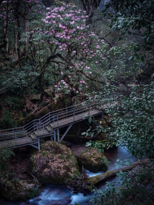 fuckyeahchinesegarden:  Rhododendrons by a creek in the mountains 