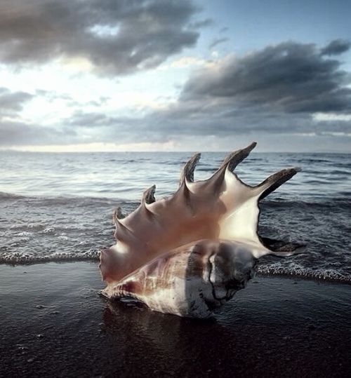 Τριτων  Triton was a fish-tailed sea-god, the son and herald of Poseidon a