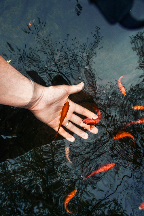 plasmatics-life:Golden Fish | (by Jonathan Moyal)