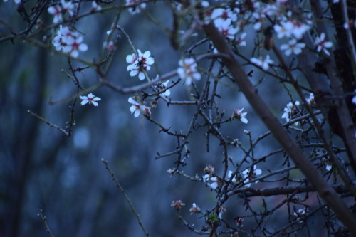 Blossoms 🌸❄
